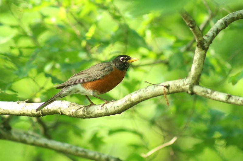 Guide to wildrobin login